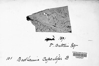 Badhamia capsulifera image